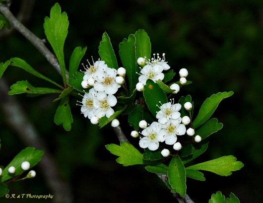 {Crataegus spathulata}